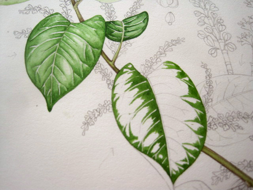 Top 78+ money plant sketch latest - seven.edu.vn