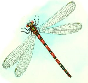 reference, scientific illustration, damselfly, odonata,