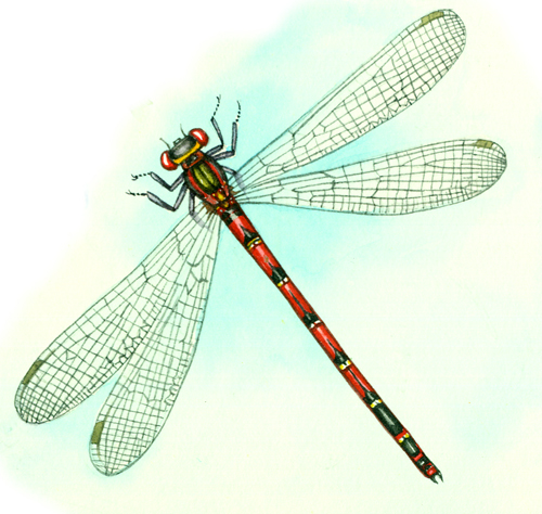 reference, scientific illustration, damselfly, odonata, 