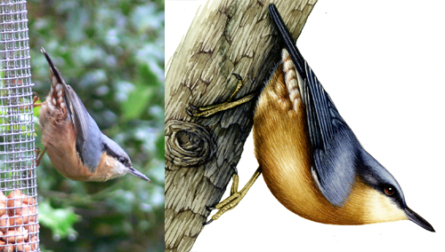  reference, scientific illustration, Nuthatch,