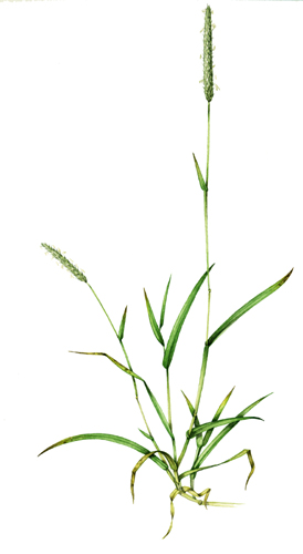 Grass, botanical illustration, sciart, graminaceae, grasses