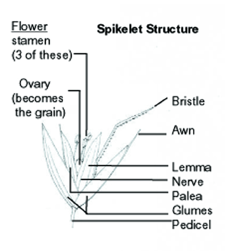 Grass, botanical illustration, sciart, graminaceae, grasses