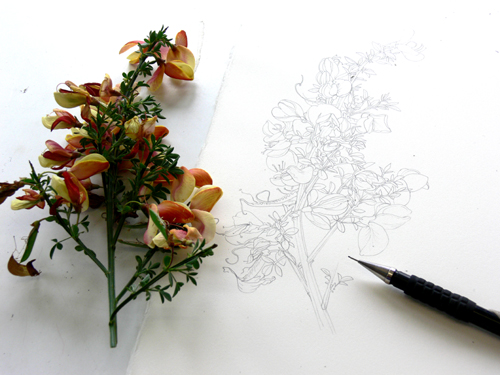 Cytisus, Hedgerow handbook, flower painting, step by step, sxs, 