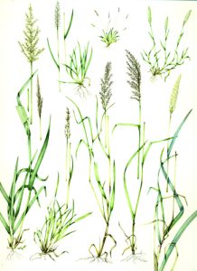 Grass, botanical illustration, sciart, graminaceae, grasses