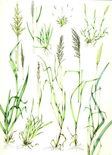 Grass, botanical illustration, sciart, graminaceae, grasses