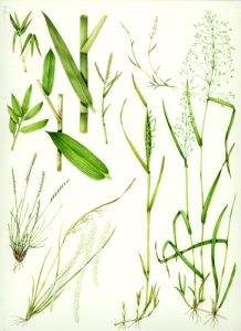 Grass, botanical illustration, sciart, graminaceae, grasses