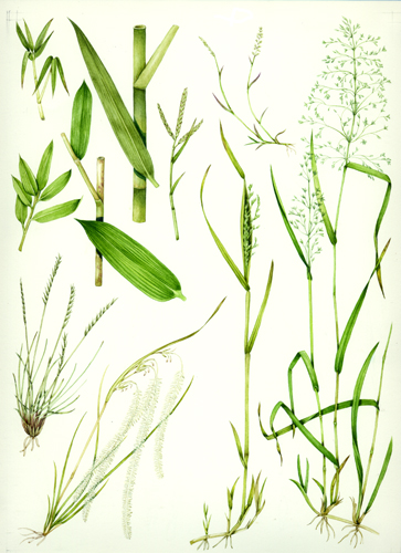 Grass, botanical illustration, sciart, graminaceae, grasses