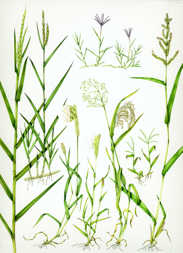 Grass, botanical illustration, sciart, graminaceae, grasses