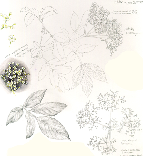 minutiae, elderflower cordial, elderberry, Hedgerow Handbook, 