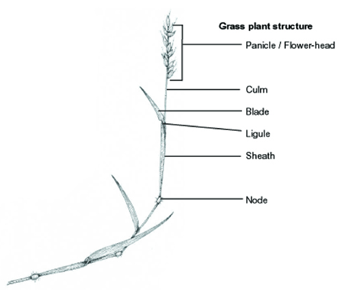 Grass, botanical illustration, sciart, graminaceae, grasses