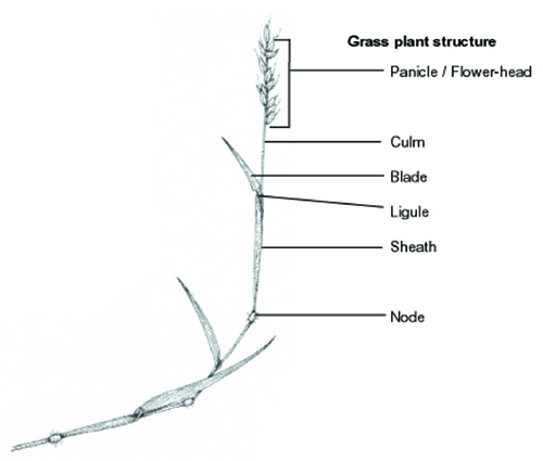 Parts Of Grass With Educational Labeled Structure Ana