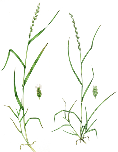 Grass, botanical illustration, sciart, graminaceae, grasses