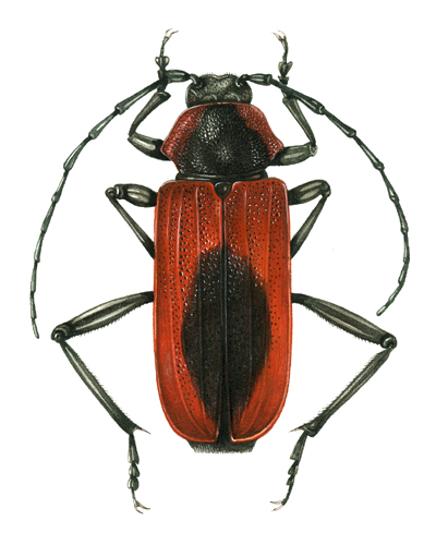 minuiae, red beetle,