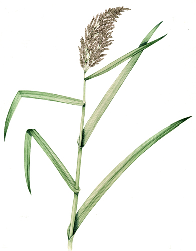 Grass, botanical illustration, sciart, graminaceae, grasses