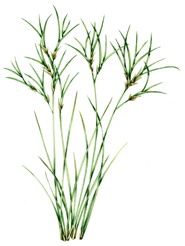 Grass, botanical illustration, sciart, graminaceae, grasses