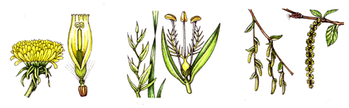 Grass, botanical illustration, sciart, graminaceae, grasses