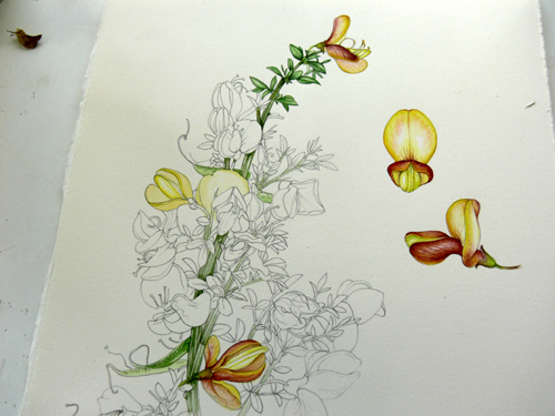 Cytisus, Hedgerow handbook, flower painting, step by step, sxs, 