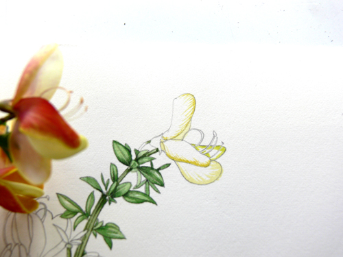 Cytisus, Hedgerow handbook, flower painting, step by step, sxs, 