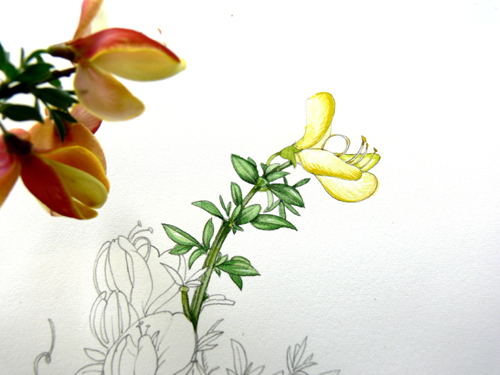 Cytisus, Hedgerow handbook, flower painting, step by step, sxs, 