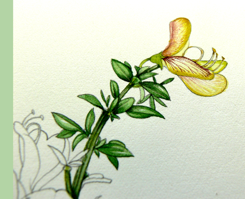 Cytisus, Hedgerow handbook, flower painting, step by step, sxs, 