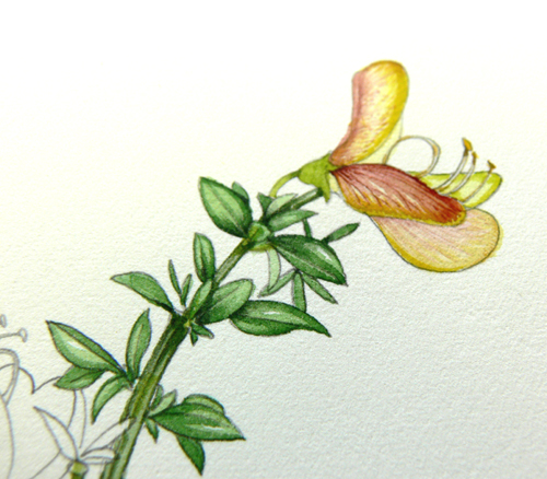 Cytisus, Hedgerow handbook, flower painting, step by step, sxs, 