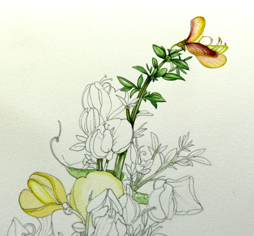 Cytisus, Hedgerow handbook, flower painting, step by step, sxs, 