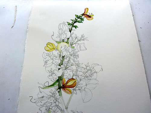 Sketchbooks, sketchbook study, gathering reference, botanical illustration, drawing, wild flowers, Genisteae, Cytisus,