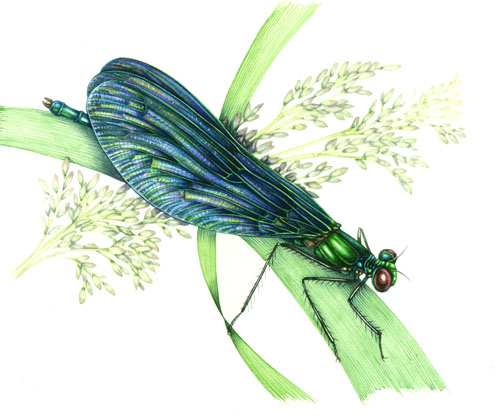 entomology, entomological illustration, illustrating stamps, natural science illustration, dragonfly,