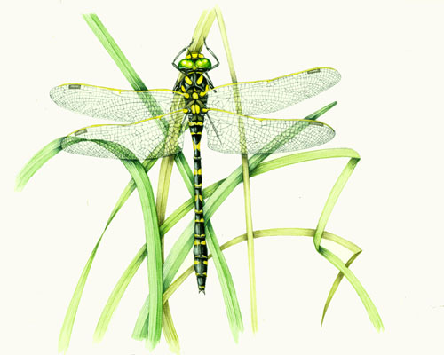 entomology, entomological illustration, illustrating stamps, natural science illustration, dragonfly,