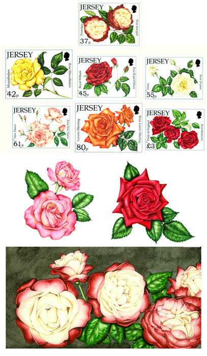 rosa, botanical illustration, illustrating stamps, natural science illustration,