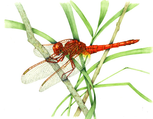 entomology, entomological illustration, illustrating stamps, natural science illustration, dragonfly, 