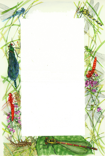 entomology, entomological illustration, illustrating stamps, natural science illustration, dragonfly, damselfly,