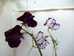 sweetpea, sweet pea, Step by step, process, tutorial, how to, art teaching, art tutorial, sxs, sketchbook, sketchbook study,