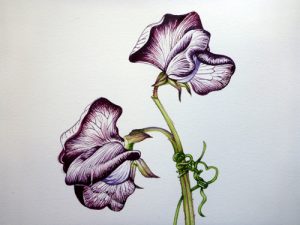 sweetpea, sweet pea, Step by step, process, tutorial, how to, art teaching, art tutorial, sxs, sketchbook, sketchbook study,
