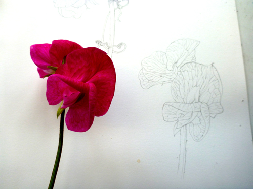 Step By Step Painting A Sweet Pea Lizzie Harper