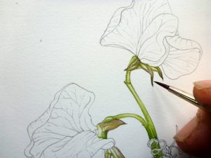 sweetpea, sweet pea, Step by step, process, tutorial, how to, art teaching, art tutorial, sxs, sketchbook, sketchbook study,