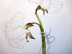 Step by step, process, tutorial, how to, art teaching, art tutorial, sxs, sketchbook, sketchbook study,