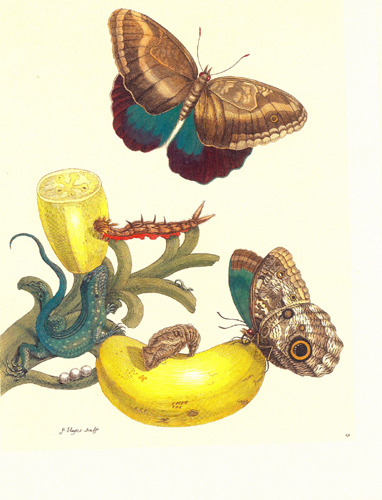 life cycle, cycles, adult, larva, natural history illustration, natural science illustration,