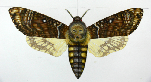 Hawkmoth, lepidoptera, Achenrontia, deaths head, deathshead,
