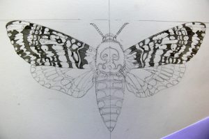 Hawkmoth, lepidoptera, Achenrontia, deaths head, deathshead,