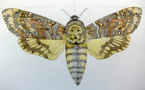 Hawkmoth, lepidoptera, Achenrontia, deaths head, deathshead,