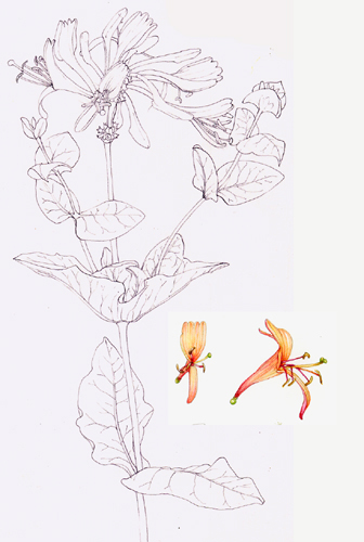 Sxs, step by step, art tutorial, watercolour techniques, online class, tutorial, botanical, botanical art, flower painting, sketchbook, sketchbook style, sketchbook study, honeysuckle,