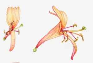 Sxs, step by step, art tutorial, watercolour techniques, online class, tutorial, botanical, botanical art, flower painting, sketchbook, sketchbook style, sketchbook study, honeysuckle,