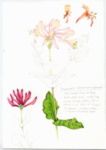 Sxs, step by step, art tutorial, watercolour techniques, online class, tutorial, botanical, botanical art, flower painting, sketchbook, sketchbook style, sketchbook study, honeysuckle,