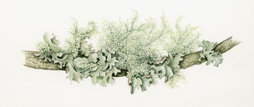 Lichen, bryophytes, fungi, botany, botanical terms, lichens,