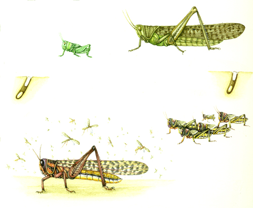 life cycle, cycles, adult, larva, natural history illustration, natural science illustration, 
