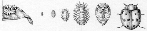 life cycle, cycles, adult, larva, natural history illustration, natural science illustration,