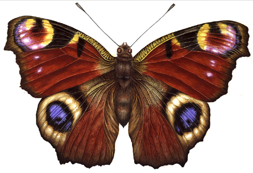 butterfly scientific illustration