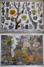 Lichen, bryophytes, fungi, botany, botanical terms, lichens,
