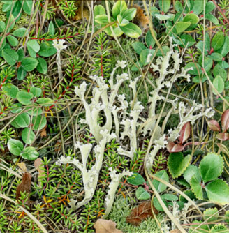 Lichen, bryophytes, fungi, botany, botanical terms, lichens,